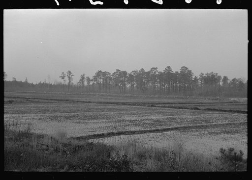 Cranberry bog, southern New Jersey