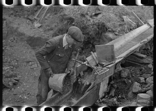 Gold miner at work in sluice box, Two Bit Creek, South Dakota