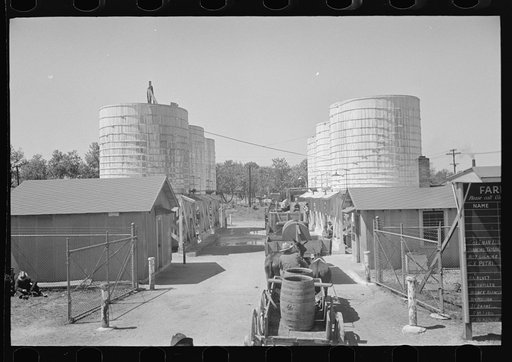 Farmers lined up at liquid feed loading station, Owensboro, Kentucky