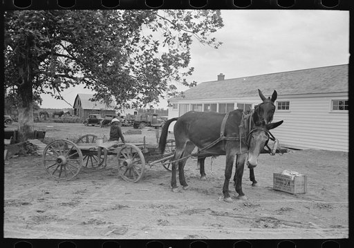 Southeast Missouri Farms. Mules and wagon in front of cooperative store