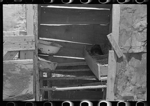 Improvised henhouse in shed on sharecropper's former farm unit, Southeast Missouri Farms