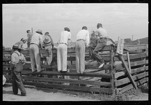 Farmers and spectators examining cattle in pen, Sikeston, Missouri, auction