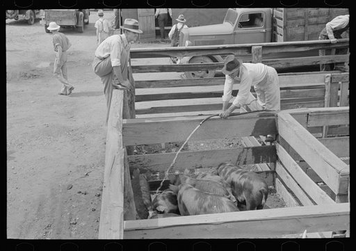 Watering pigs in auction yards, Sikeston, Missouri