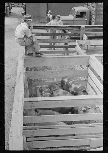 Watching pigs in auction yards, Sikeston, Missouri