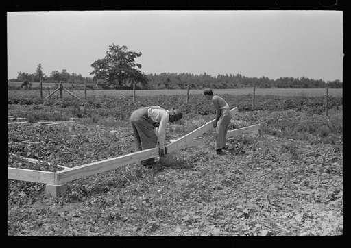 Untitled photo, possibly related to: Barn erection. Nailing together precut girders in barn floor system. Southeast Missouri Farms Project