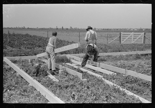 Barn erection. Precut girders being set into place before nailing. Southeast Missouri Farms Project