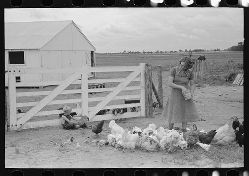 Southeast Missouri Farms. Wife of FSA (Farm Security Administration) client feeding chickens