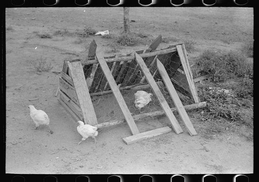 Chicken coop on sharecropper farm unit, Southeast Missouri Farms
