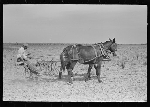 Southeast Missouri Farms. FSA (Farm Security Administration) client, former sharecropper, cultivating cotton