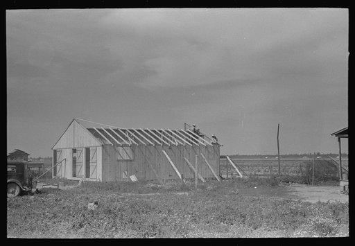 Untitled photo, possibly related to: Barn erection. Nailing gable ends in place. Southeast Missouri Farms Project