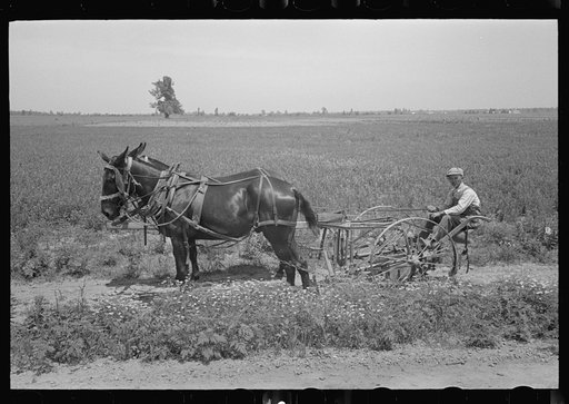 Planter and mules, Southeast Missouri Farms