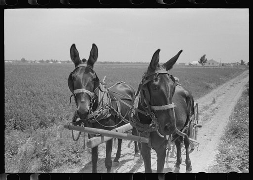Untitled photo, possibly related to: New Madrid County, Missouri. Sharecropper cultivating cotton. Southeast Missouri Farms