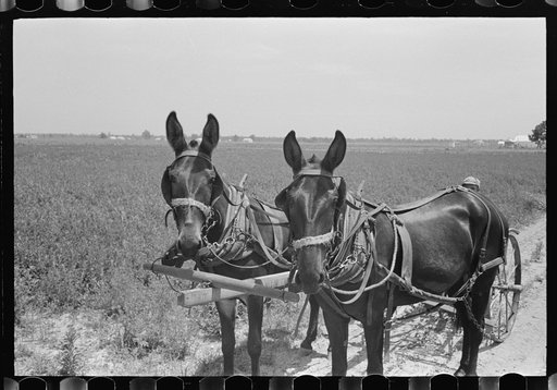 Untitled photo, possibly related to: New Madrid County, Missouri. Sharecropper cultivating cotton. Southeast Missouri Farms