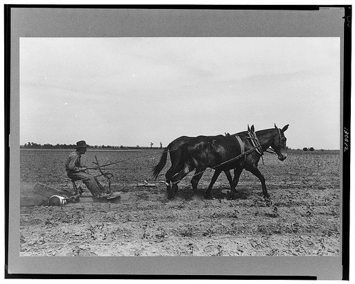 New Madrid County, Missouri. Sharecropper cultivating cotton. Southeast Missouri Farms