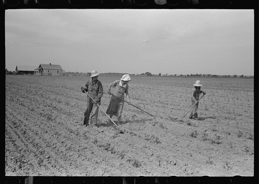 Untitled photo, possibly related to: New Madrid County, Missouri. Sharecropper family cultivating cotton. Southeast Missouri Farms