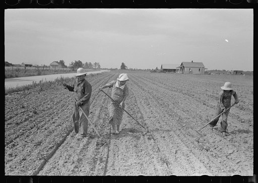 New Madrid County, Missouri. Sharecropper family cultivating cotton. Southeast Missouri Farms
