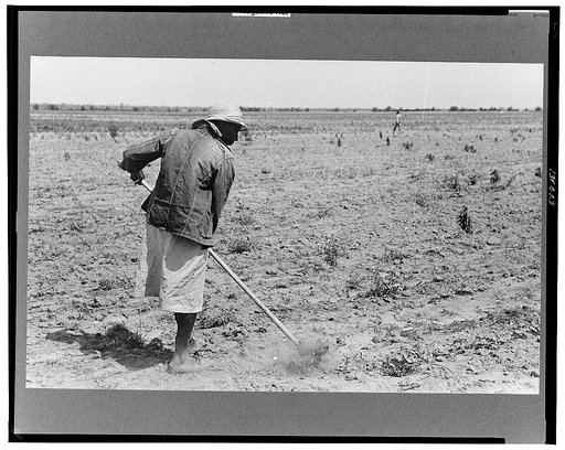 New Madrid County, Missouri. Sharecropper's wife chopping cotton, Southeast Missouri Farms Project