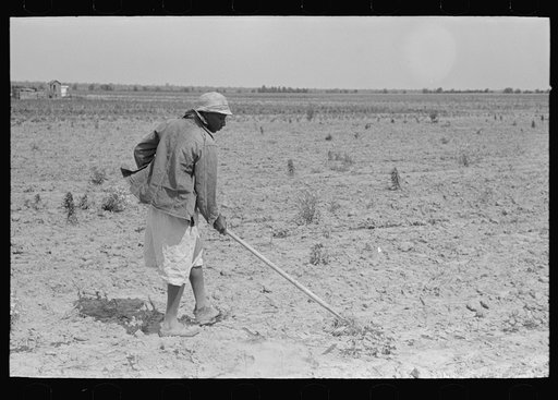 Untitled photo, possibly related to: New Madrid County, Missouri. Sharecropper's wife chopping cotton, Southeast Missouri Farms Project