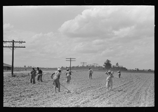 New Madrid County, Missouri. Sharecroppers chopping cotton, Southeast Missouri Farms