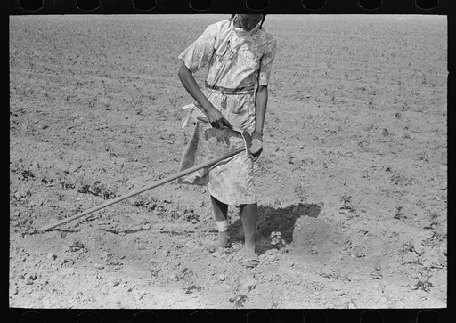 Untitled photo, possibly related to: New Madrid County, Missouri. Sharecropper woman filing hoe in cotton field
