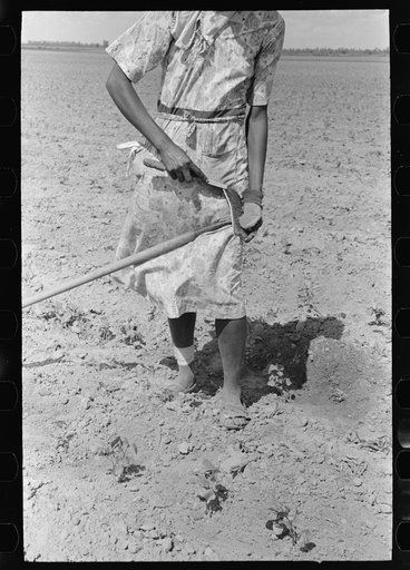 New Madrid County, Missouri. Sharecropper woman filing hoe in cotton field