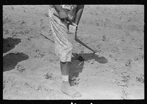 New Madrid County, Missouri. Sharecropper woman filing hoe in cotton field