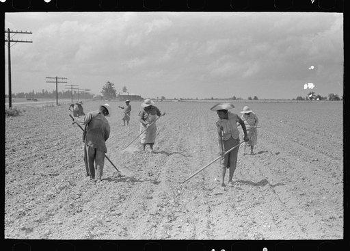 New Madrid County, Missouri. Chopping cotton, Southeast Missouri Farms