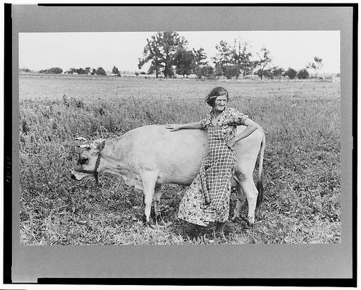 Farmer's wife with cow, Southeast Missouri Farms