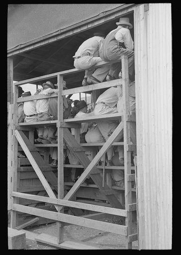 Untitled photo, possibly related to: Southeast Missouri Farms, spectators at auction of cattle near Sikeston, Missouri