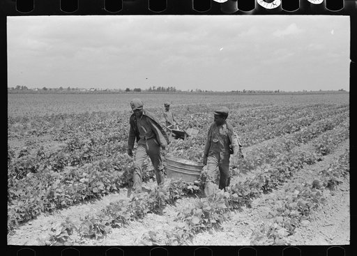 Southeast Missouri Farms. Children of FSA (Farm Security Administration) client bringing in string beans