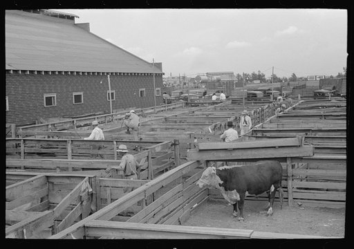 General view of stockyards and auction pavilion, Sikeston, Missouri