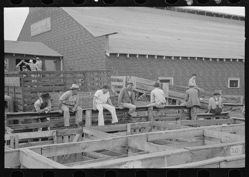 Farmers on fence looking at cattle in pen. Auction at Sikeston, Missouri
