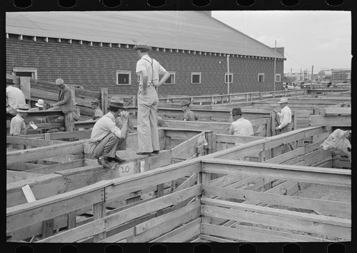 Stockyards at auction with farmers and attendants, Sikeston, Missouri