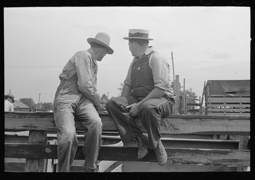 Farmers on fence looking at cattle in pen. Auction at Sikeston, Missouri