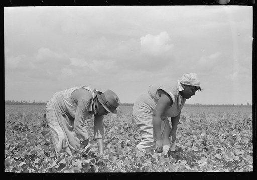 Southeast Missouri Farms. FSA (Farm Security Administration) clients picking string beans in field
