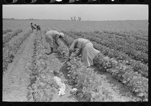 Southeast Missouri Farms. FSA (Farm Security Administration) clients, former sharecropper, picking string beans
