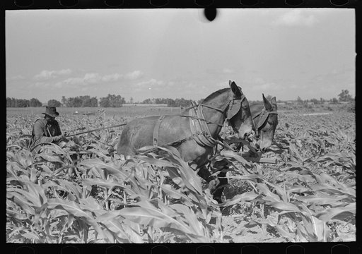 Southeast Missouri Farms. FSA (Farm Security Administration) client, former sharecropper, cultivating corn