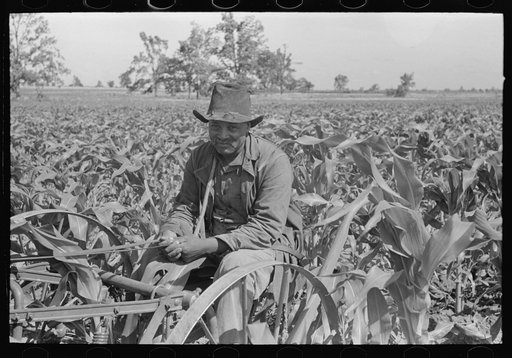 Southeast Missouri Farms. Negro FSA (Farm Security Administration) client cultivating in field of corn