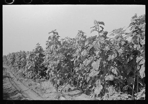 New Madrid County, Missouri. Field of sunflowers, a good feed crop, Southeast Missouri Farms