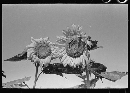 New Madrid County, Missouri. Sunflower heads in field, Southeast Missouri Farms