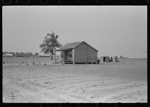 Untitled photo, possibly related to: Sharecropper's cabin surrounded by cotton field ruined by hail. Note absence of garden; sharecropper has two crops, corn and cotton. It is extremely unlikely that another cotton crop may be grown this year. New Madrid County, Missouri