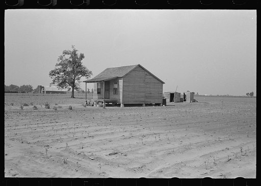 Sharecropper's cabin surrounded by cotton field ruined by hail. Note absence of garden; sharecropper has two crops, corn and cotton. It is extremely unlikely that another cotton crop may be grown this year. New Madrid County, Missouri
