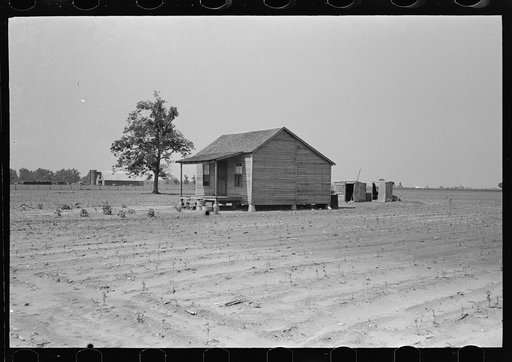 Untitled photo, possibly related to: Sharecropper's cabin surrounded by cotton field ruined by hail. Note absence of garden; sharecropper has two crops, corn and cotton. It is extremely unlikely that another cotton crop may be grown this year. New Madrid County, Missouri