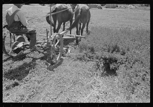 Untitled photo, possibly related to: Ex-sharecropper, FSA (Farm Security Administration) client, going to work in the fields, New Madrid County, Missouri