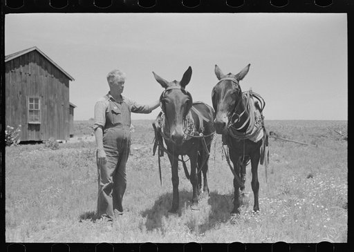 FSA (Farm Security Administration) client with mules bought by government loan, Southeast Missouri Farms