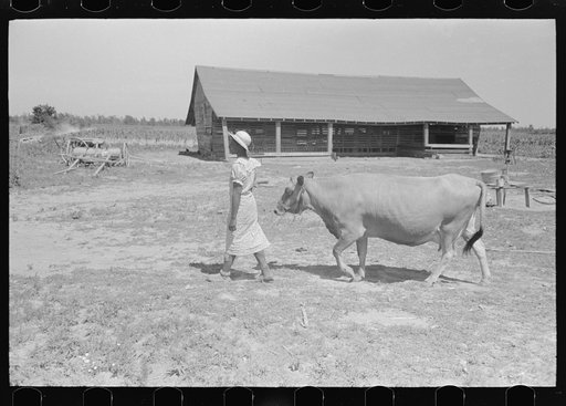 Sharecropper's wife leading cow to pasture, New Madrid County, Missouri