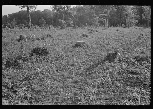 Corn growing on freshly cut-over land, New Madrid Fuse Plug Levee District