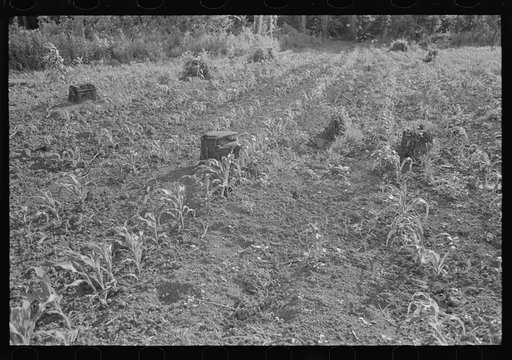 Corn growing on freshly cut-over land, New Madrid Fuse Plug Levee District