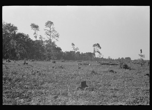 Untitled photo, possibly related to: Corn growing on freshly cut-over land, New Madrid Fuse Plug Levee District