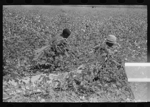 Untitled photo, possibly related to: Picking cotton near Lehi, Arkansas